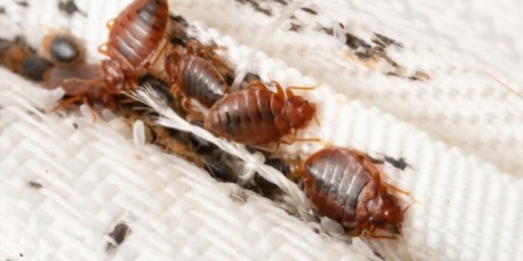 Bed Bugs