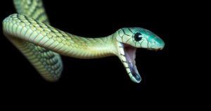Black mamba