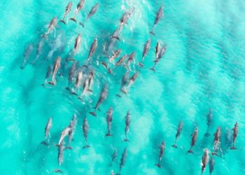 Dolphins