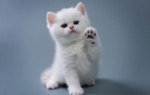 Kitten