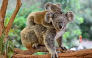 Koala