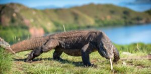 Komodo dragons