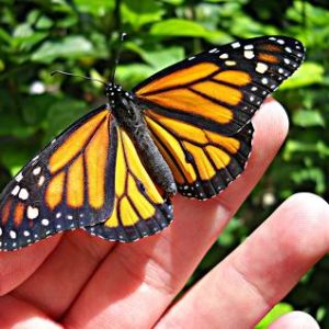 Monarch butterfly