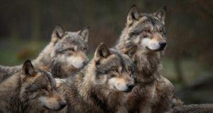 Wolf