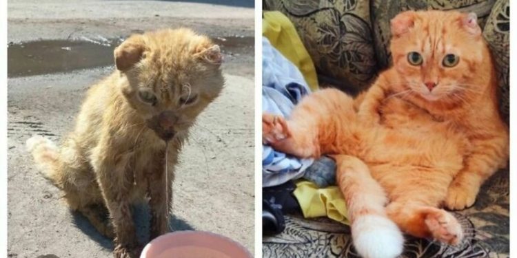Cats Before and After Adoption