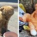 Cats Before and After Adoption