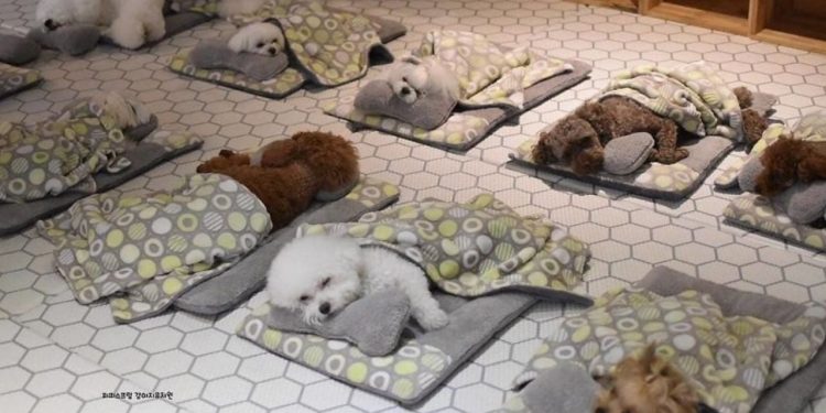 Puppy Spring