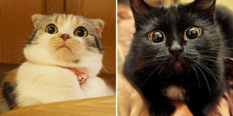 Over Dramatic Cats