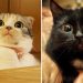 Over Dramatic Cats