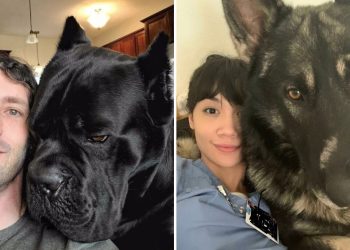 Giant Dogs