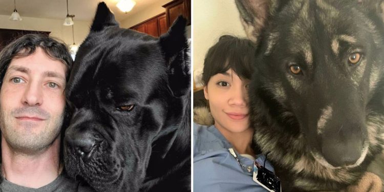 Giant Dogs