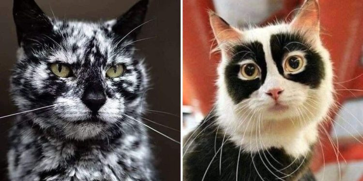 Cats with Unusual Markings