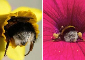 When Bees Have Funny Adventures