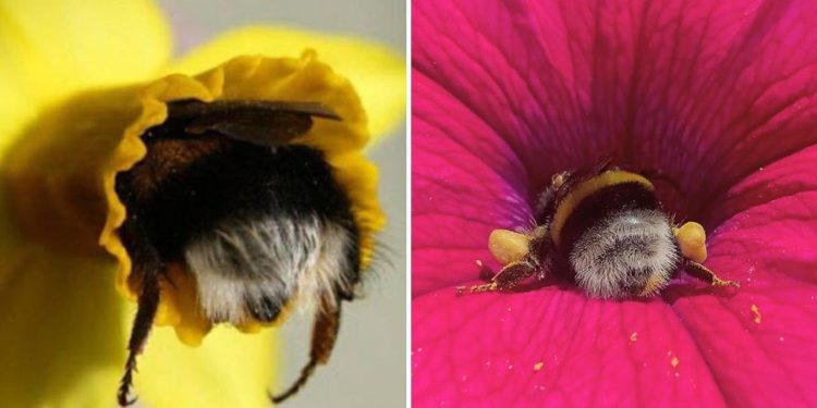When Bees Have Funny Adventures