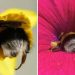 When Bees Have Funny Adventures