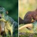 Squirrels & toy dinosaur
