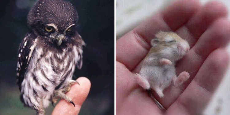 Baby Animals
