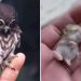 Baby Animals