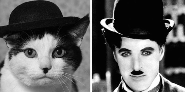 Cats And Their Counterparts