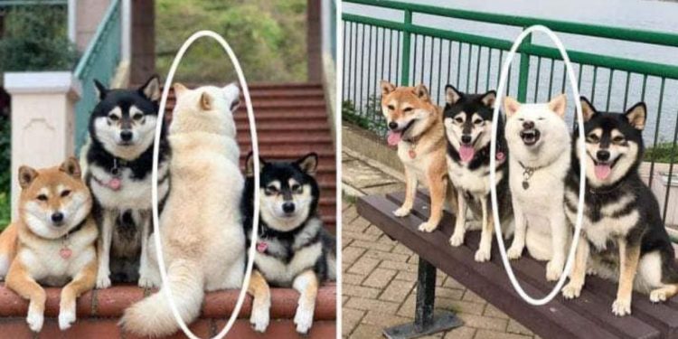 Shiba Inu Dog