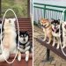 Shiba Inu Dog