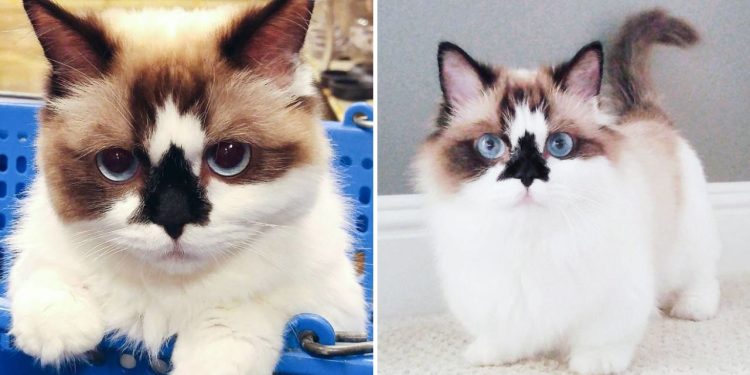 Albert, The Munchkin Cat