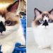 Albert, The Munchkin Cat