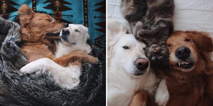 Watson and Kiko