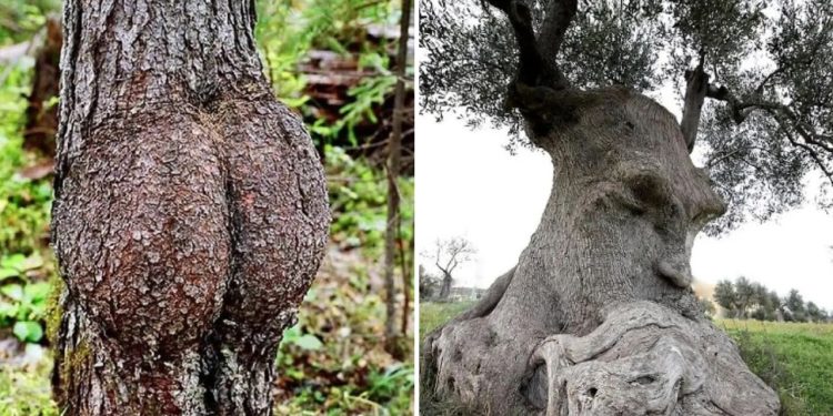 Tricky Trees