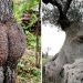 Tricky Trees