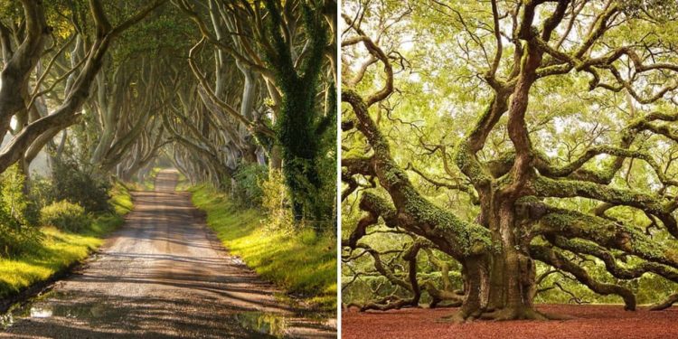 Magnificent Trees