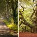 Magnificent Trees