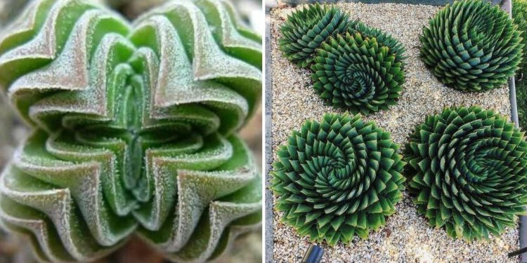 Cool Cacti and Amazing Plants