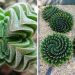 Cool Cacti and Amazing Plants