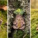 Enchanting Forest Creatures
