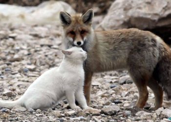 The Cat and Fox Friendship