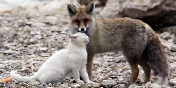 The Cat and Fox Friendship
