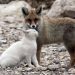 The Cat and Fox Friendship