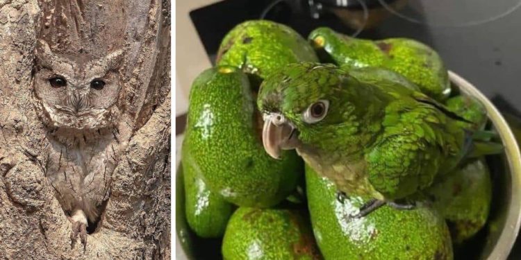 Animals with Accidental Camouflage