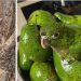 Animals with Accidental Camouflage