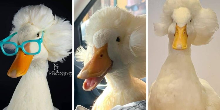 Gertrude The Duck