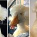 Gertrude The Duck