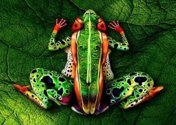 Body Paintings of Animals