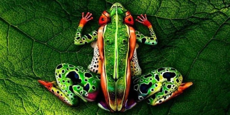 Body Paintings of Animals
