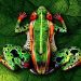 Body Paintings of Animals