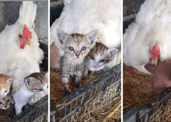 A Chicken's Unlikely Bond with Three Orphaned Kittens