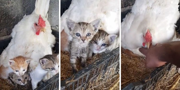 A Chicken's Unlikely Bond with Three Orphaned Kittens