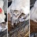 A Chicken's Unlikely Bond with Three Orphaned Kittens