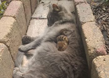 Cat Becomes Friends With A Chipmunk