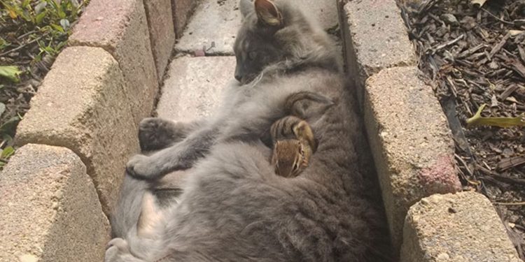 Cat Becomes Friends With A Chipmunk